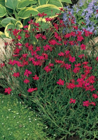 ГВОЗДИКА травянка Rosea